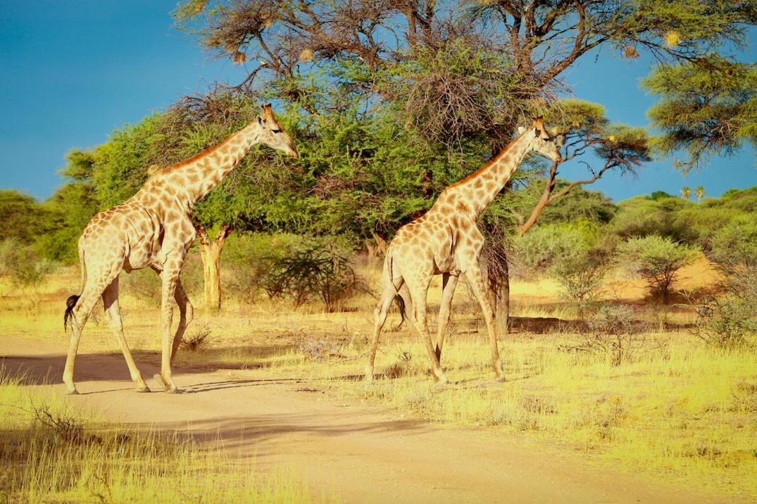 Otjiwa Safari Lodge Otjiwarongo Exteriér fotografie