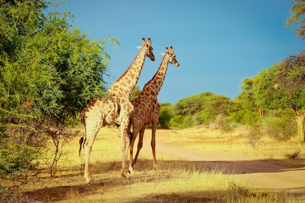 Otjiwa Safari Lodge Otjiwarongo Exteriér fotografie